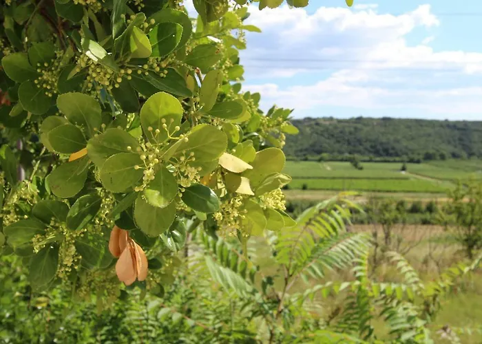 Διαμέρισμα Flora *